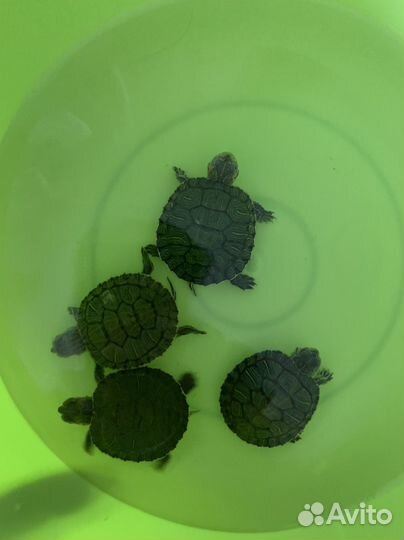 Черепашки