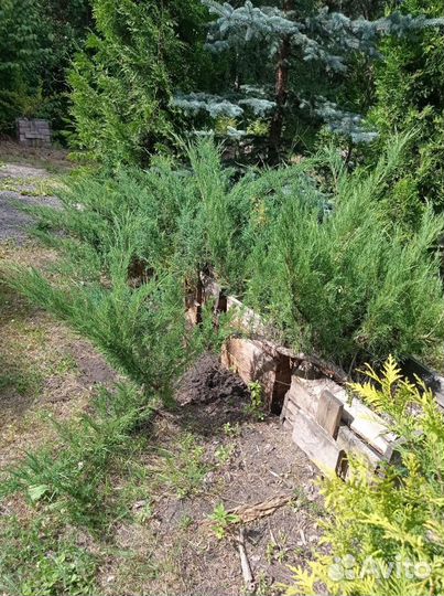 Можевельник казацкий