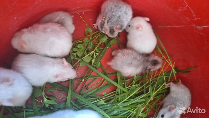 Сирийские хомячки малыши