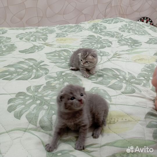 Шотландские вислоухие котята