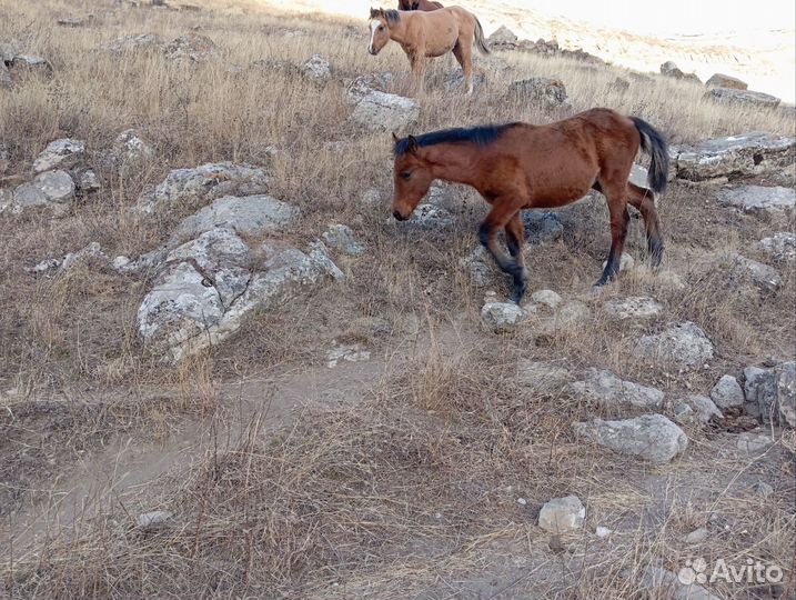 Жеребец и жеребята