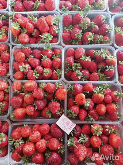 Садовая земляка от 200 р за 1 л