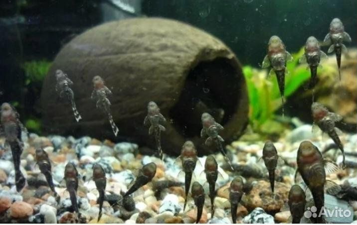 Эхинодорусы подрощенные и ещё.много.чего