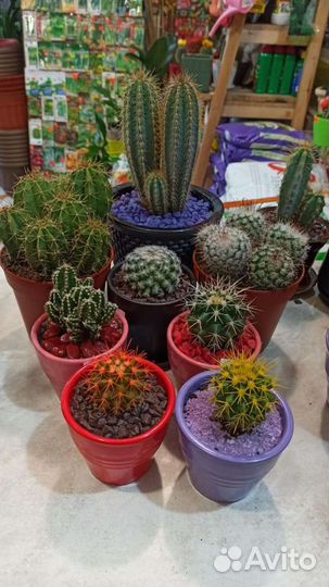 Кактусы и суккуленты