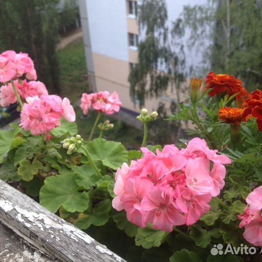 Герань,розовая,красная,Алая
