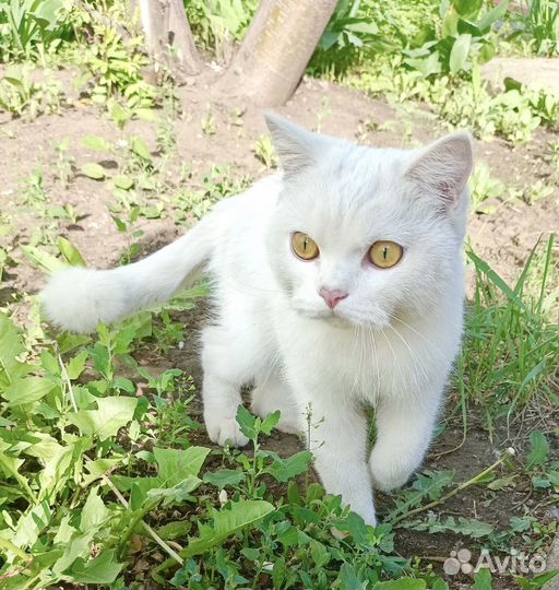 Кошечка