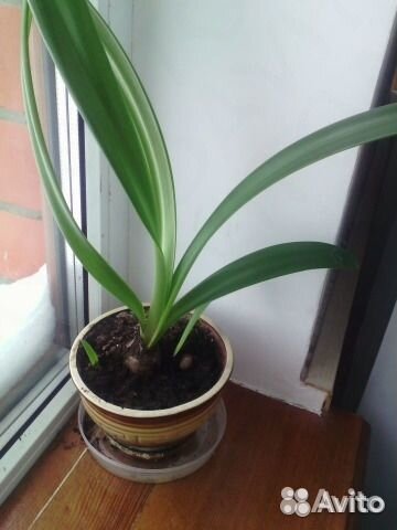 Луковицы гиппеаструма