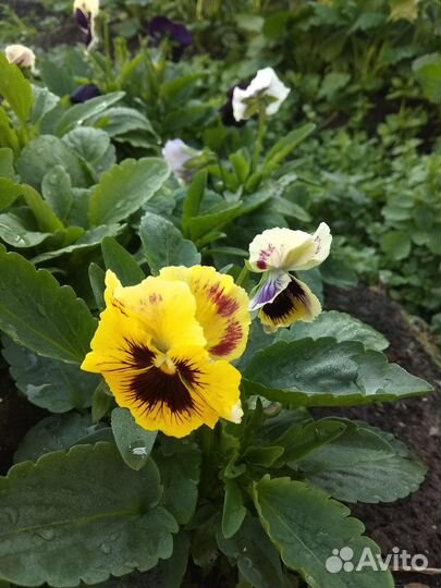 Рассада цветов виола