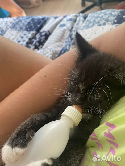Бутылочка для кормления котят