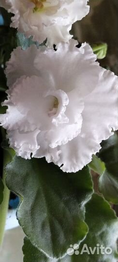 Фиалки сортовые