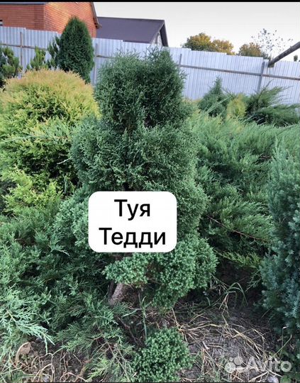 Декоративные растения для сада