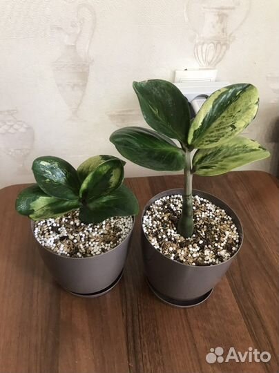 Замиокулькас Big Round Leaf mini и Round Big Leaf