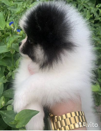 Шпиц девочка триколор