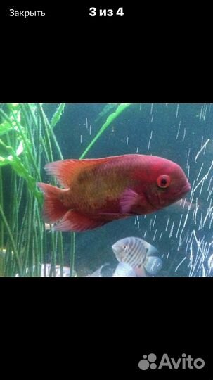 Рыба бражник