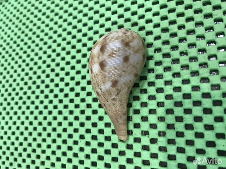 Морские ракушки и кораллы