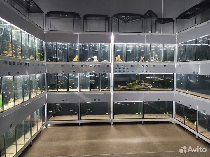 Цифотиляпия фронтоза - Лобастая зебра