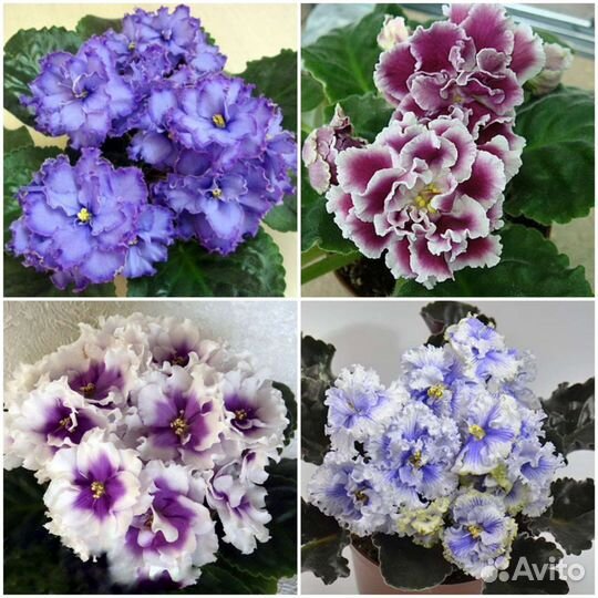 Фиалка махровая