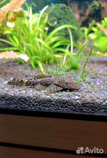 Детки анциструса