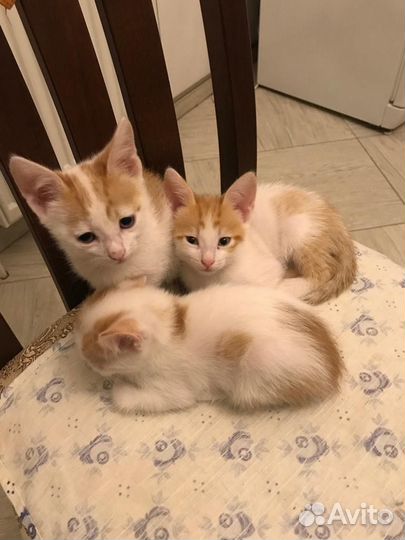 Кошка в дар бесплатно