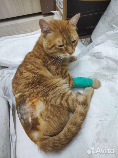 Молодой котик