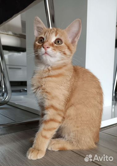 Котенок девочка в добрые руки