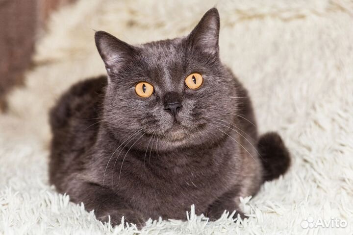 Британский кот