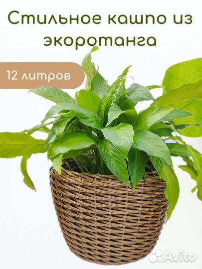 Кашпо из ротанга