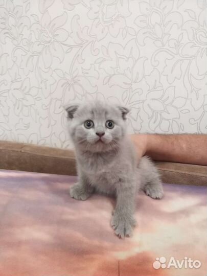 Шотландская,британец