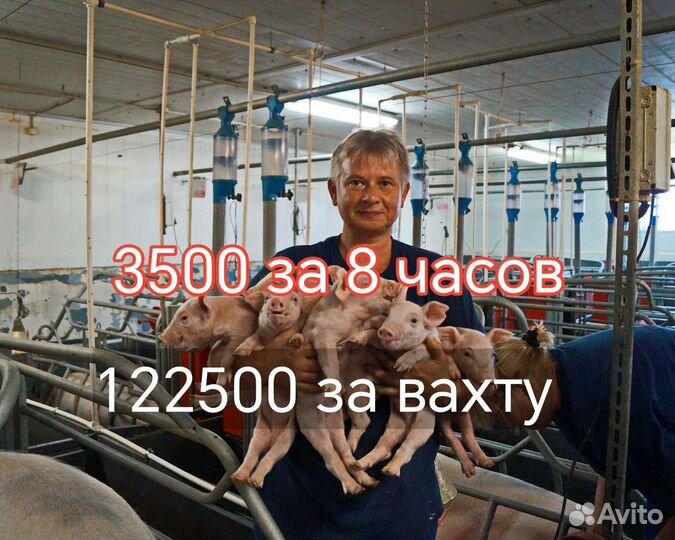 Вахта свиновод (молодняк) / жилье и питание