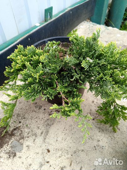 Саженцы хвойных растений