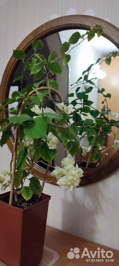 Бугенвиллии взрослые