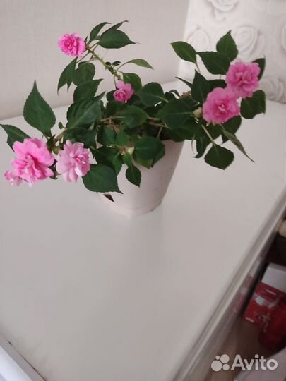 Бальзамин махровый