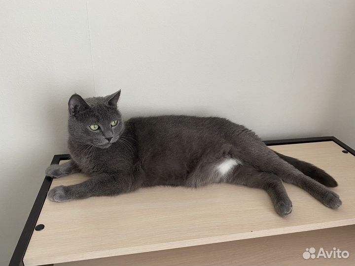 Отдам кота в добрые руки