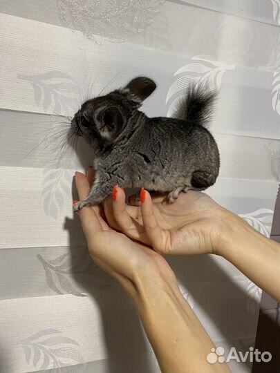 Шиншиллы девчата