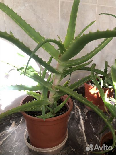 Алоэ столетник