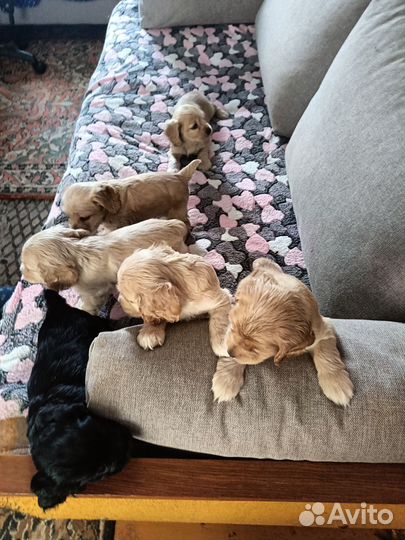 Щенки американского кокер спаниеля