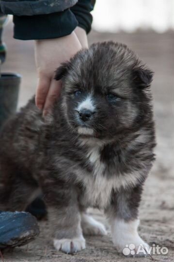 Щенки метисы хаски