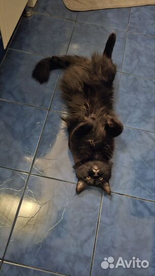 Котя мейн-кун вязка