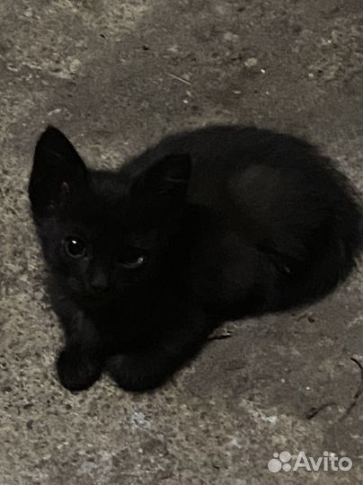 Черная кошка