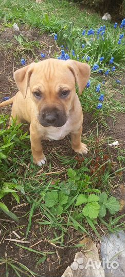 Предлагаю к продажи щенков Американского питбуля