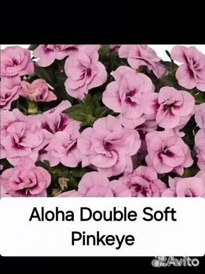 Вегетативные черенки калибрахоа