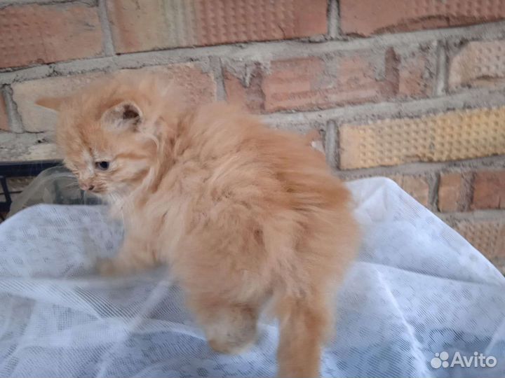Котята в дар бесплатно
