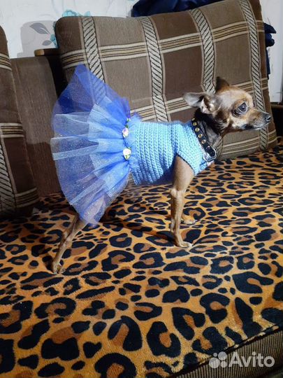 Платье на той-терьера