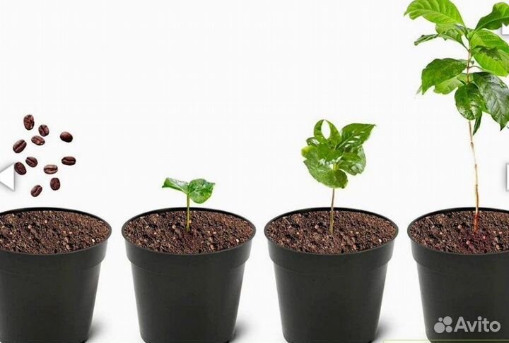 Растения кофе Арабика, лонган