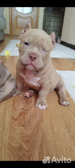 Мальчик Американский булли лиловый