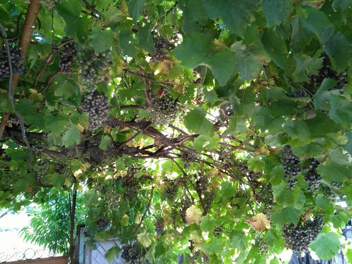 Дом 54,9 м² на участке 35 сот.