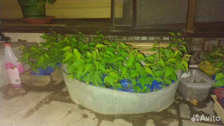 Саженец абрикоса