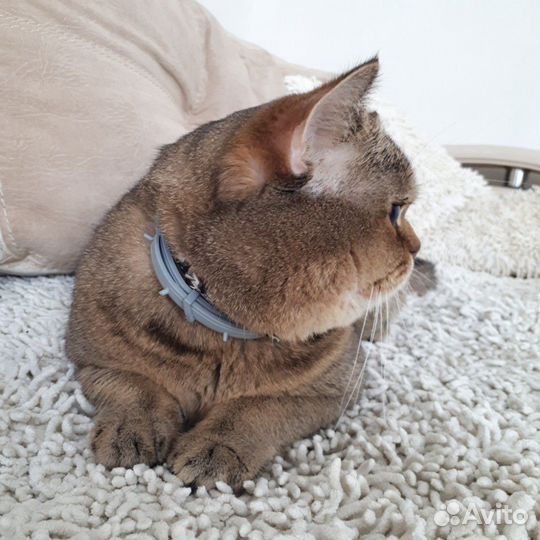 Джентельмен ищет даму сердца