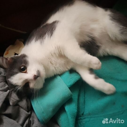 Кошки