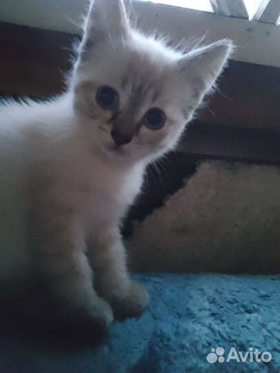 Котята в добрые руки бесплатно